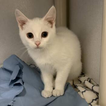 Eagle -  Domestic Short Hair Cat for Adoption in Dover, New Hampshire - Eagle | PetCurious