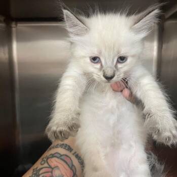 Vanilla Bean -  Domestic Short Hair Cat for Adoption in Port Charlotte, Florida - Vanilla Bean | PetCurious