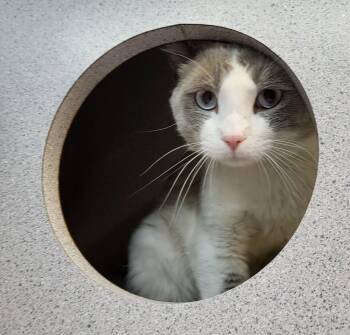 Racer -  Siamese Cat for Adoption in Canon City, Colorado - Racer | PetCurious