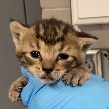 Domestic Short Hair Cats Available for Adoption in Greenville, South Carolina - Quoodles | PetCurious