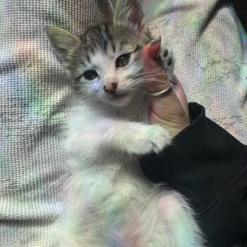 Abu -  Domestic Long Hair Cat for Adoption in Santa Fe, Texas - Abu | PetCurious