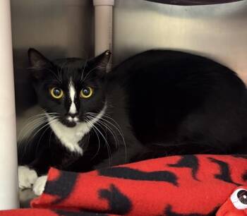 Rescue Domestic Short Hair Cats for Adoption in Santa Rosa, California - Endora | PetCurious