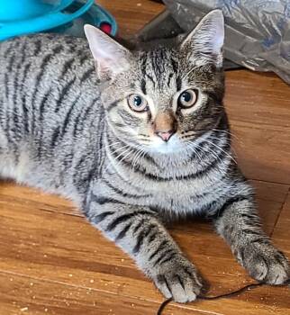 Rescue Domestic Short Hair Cats for Adoption in Portland, Indiana - Pengu | PetCurious