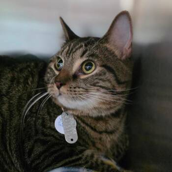 Zeus -  Domestic Short Hair Cat for Adoption in Chapel Hill, North Carolina - Zeus | PetCurious