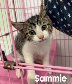 Sammie -  American Shorthair Cat for Adoption in Quincy, Michigan - Sammie | PetCurious