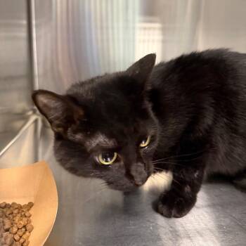Plum -  Domestic Short Hair Cat for Adoption in Greensboro, North Carolina - Plum | PetCurious