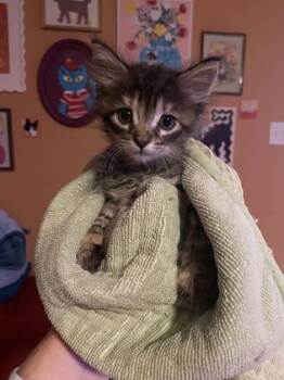 Rescue Domestic Medium Hair and Domestic Short Hair Cats for Adoption in San Diego, California - Misfit | PetCurious