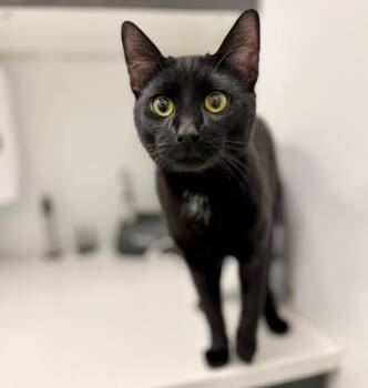 Domestic Short Hair Cats Available for Adoption in Philadelphia, Pennsylvania - Baby Bat | PetCurious