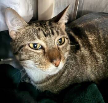 Dio -  Domestic Short Hair Cat for Adoption in Austin, Texas - Dio | PetCurious
