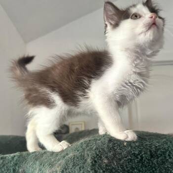 Bambi -  Domestic Long Hair Cat for Adoption in Santa Rosa, California - Bambi | PetCurious