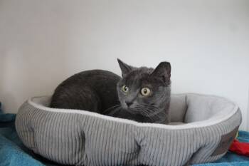 Rescue Domestic Short Hair Cats for Adoption in Chestertown, Maryland - Soot | PetCurious