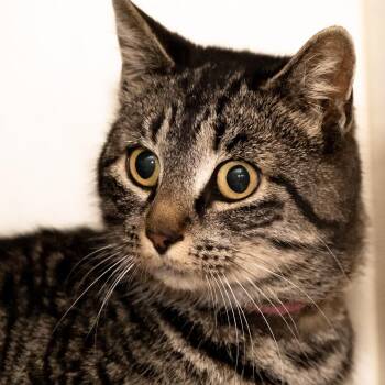 Pooka -  Domestic Short Hair Cat Available for Adoption in Victor, New York - Pooka | PetCurious