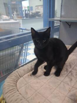 Diva -  Domestic Short Hair Cat for Adoption in Berryville, Virginia - Diva | PetCurious
