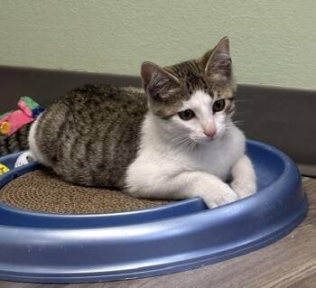 Tupper -  Tabby and Domestic Short Hair Cat for Adoption in Lombard, Illinois - Tupper | PetCurious