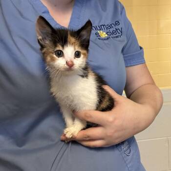 Sprinkles: Visit me at Elkhart PetSmart! -  Domestic Short Hair Cat for Adoption in Bristol, Indiana - Sprinkles: Visit Me At Elkhart PetSmart! | PetCurious