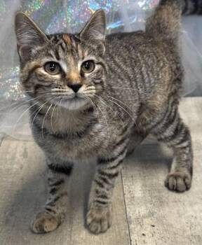 Mercedes -  Domestic Short Hair Cat for Adoption in Shreveport, Louisiana - Mercedes | PetCurious