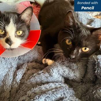 Eraser [purple] -  Domestic Short Hair Cat for Adoption in Baltimore, Maryland - Eraser [purple] | PetCurious