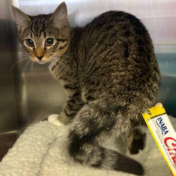 Chips -  Domestic Short Hair Cat for Adoption in Spokane, Washington - Chips | PetCurious