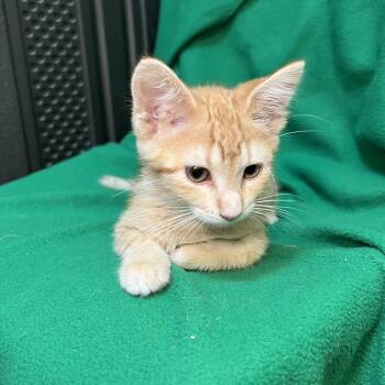 Popcorn -  Domestic Short Hair Cat for Adoption in Fairmont, Minnesota - Popcorn | PetCurious