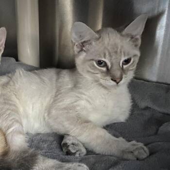 Moon Knight -  Domestic Short Hair Cat for Adoption in Walker, Michigan - Moon Knight | PetCurious