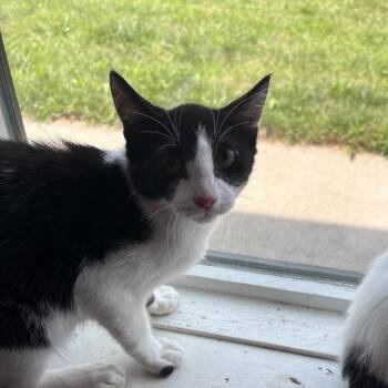 Rio -  Domestic Short Hair Cat for Adoption in West Des Moines, Iowa - Rio | PetCurious