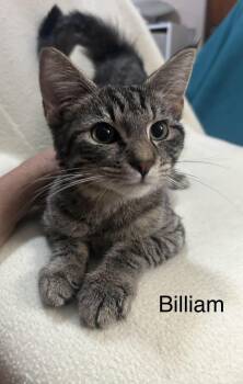 Billiam -  Domestic Short Hair Cat for Adoption in Herculaneum, Missouri - Billiam | PetCurious