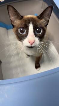 Amelia -  Siamese Cat for Adoption in Edmond, Oklahoma - Amelia | PetCurious
