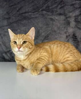 Rescue Tabby and Domestic Short Hair Cats for Adoption in Greensburg, Pennsylvania - Mojito | PetCurious
