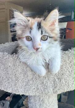 Sybil -  Maine Coon and Domestic Long Hair Cat for Adoption in Arnold, Missouri - Sybil | PetCurious
