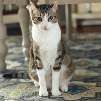 Rescue Domestic Short Hair Cats for Adoption in Magnolia, Texas - Stormi | PetCurious