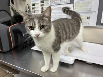 Domestic Short Hair Cats Available for Adoption - A527662 | PetCurious