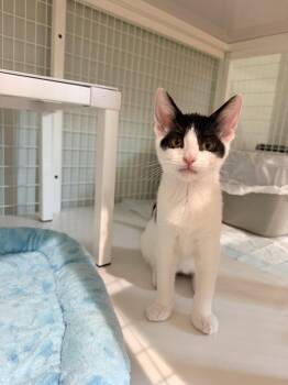 Mermaid -  Domestic Short Hair Cat for Adoption in Suffolk, Virginia - Mermaid | PetCurious