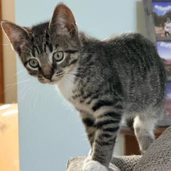 Mecko -  Domestic Short Hair Cat for Adoption in Woodbury, New Jersey - Mecko | PetCurious