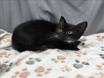 Rescue Domestic Short Hair Cats for Adoption in Grovetown, Georgia - A118566 | PetCurious