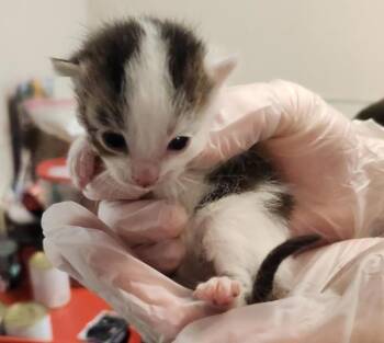 Domestic Short Hair Cats Available for Adoption in Oakland, California - Silvester | PetCurious