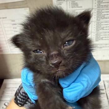 Milo -  Domestic Short Hair Cat for Adoption in Yuma, Arizona - Milo | PetCurious