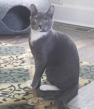 Tonka -  Domestic Short Hair Cat for Adoption in Pickering, Ontario - Tonka | PetCurious