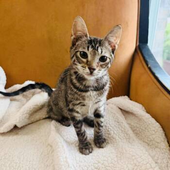 Sweet baby Nutmeg -  Tabby Cat for Adoption in Burlington, North Carolina - Sweet Baby Nutmeg | PetCurious