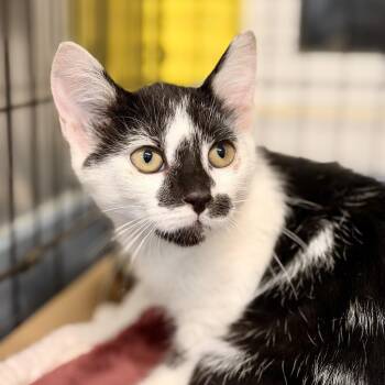Jimmy Mewtron -  Domestic Short Hair Cat for Adoption in Jackson Township, New Jersey - Jimmy Mewtron | PetCurious