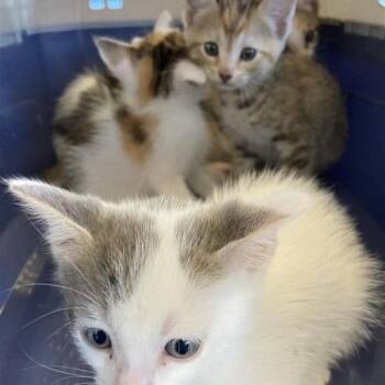 Echo -  Domestic Short Hair Cat for Adoption in Hawthorne, California - Echo | PetCurious