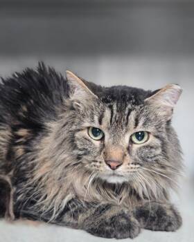 Domestic Long Hair Cats Available for Adoption in Viroqua, Wisconsin - Lottie | PetCurious