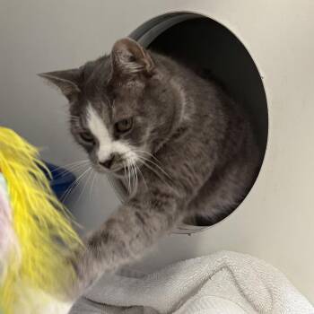 Domestic Short Hair Cats Available for Adoption in Philadelphia, Pennsylvania - Felix | PetCurious