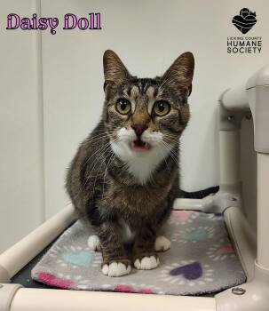 Domestic Short Hair Cats Available for Adoption in Heath, Ohio - Daisy Doll | PetCurious