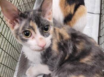 GINNY -  Domestic Short Hair Cat for Adoption in San Antonio, Texas - GINNY | PetCurious