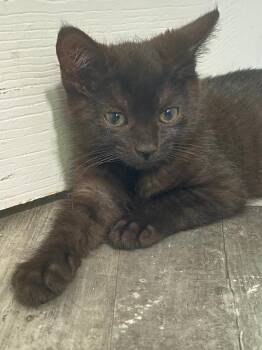 Patchy -  Domestic Short Hair Cat for Adoption in East Brunswick, New Jersey - Patchy | PetCurious