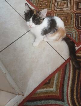 Poppy -  Calico and Domestic Short Hair Cat for Adoption in El Mirage, Arizona - Poppy | PetCurious