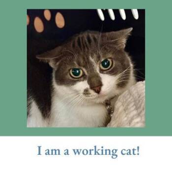 Domestic Short Hair Cats Available for Adoption - Marge | PetCurious