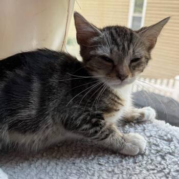 Gas Station Kittens Coming In -  Domestic Short Hair Cat for Adoption in Clifton, New Jersey - Gas Station Kittens Coming In | PetCurious