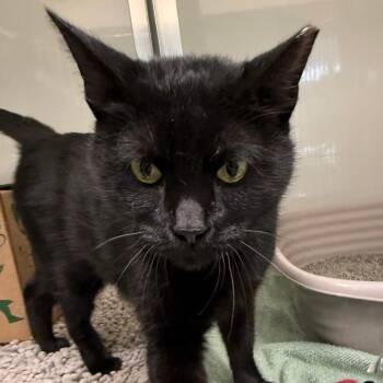 Domestic Short Hair Cats Available for Adoption in Saint Charles, Missouri - Vanta | PetCurious