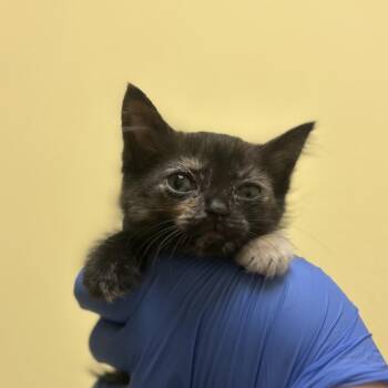 Celeste -  Domestic Short Hair Cat for Adoption in Charlottesville, Virginia - Celeste | PetCurious